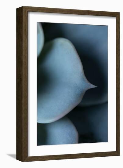 Succulent Leaves in Close-up-Paivi Vikstrom-Framed Photographic Print