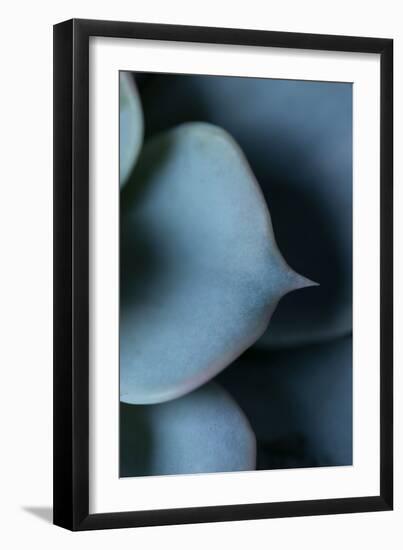 Succulent Leaves in Close-up-Paivi Vikstrom-Framed Photographic Print