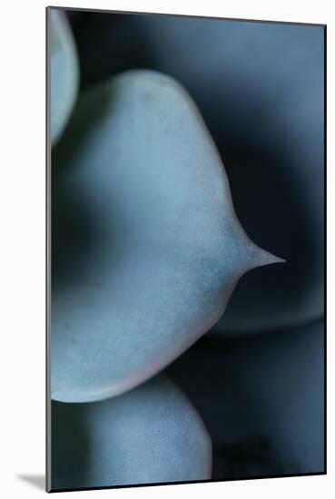 Succulent Leaves in Close-up-Paivi Vikstrom-Mounted Photographic Print