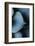 Succulent Leaves in Close-up-Paivi Vikstrom-Framed Photographic Print