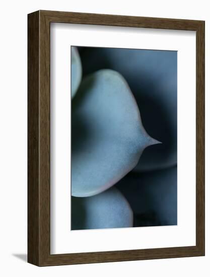 Succulent Leaves in Close-up-Paivi Vikstrom-Framed Photographic Print