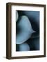 Succulent Leaves in Close-up-Paivi Vikstrom-Framed Photographic Print