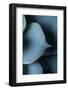 Succulent Leaves in Close-up-Paivi Vikstrom-Framed Photographic Print