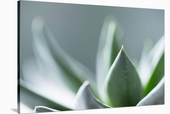 Succulent Leaves in Close-up-Paivi Vikstrom-Stretched Canvas
