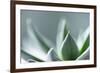 Succulent Leaves in Close-up-Paivi Vikstrom-Framed Photographic Print