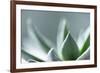 Succulent Leaves in Close-up-Paivi Vikstrom-Framed Photographic Print