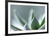 Succulent Leaves in Close-up-Paivi Vikstrom-Framed Photographic Print