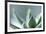 Succulent Leaves in Close-up-Paivi Vikstrom-Framed Photographic Print