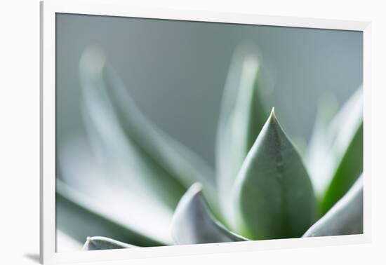 Succulent Leaves in Close-up-Paivi Vikstrom-Framed Photographic Print