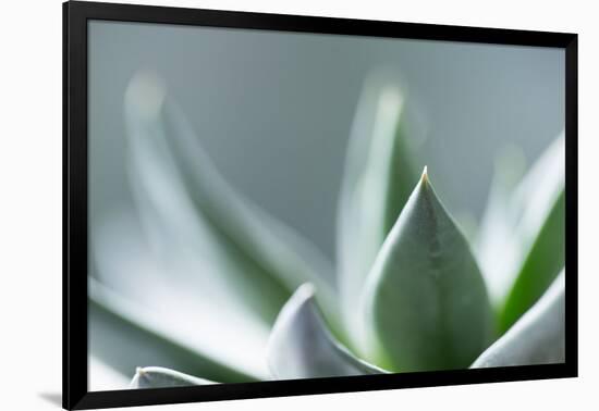 Succulent Leaves in Close-up-Paivi Vikstrom-Framed Photographic Print