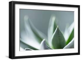 Succulent Leaves in Close-up-Paivi Vikstrom-Framed Photographic Print