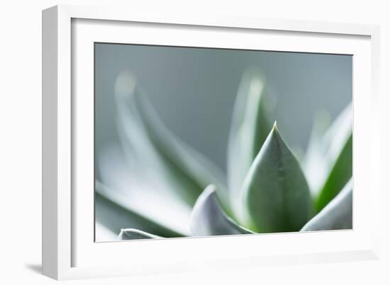 Succulent Leaves in Close-up-Paivi Vikstrom-Framed Photographic Print