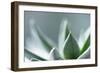 Succulent Leaves in Close-up-Paivi Vikstrom-Framed Photographic Print