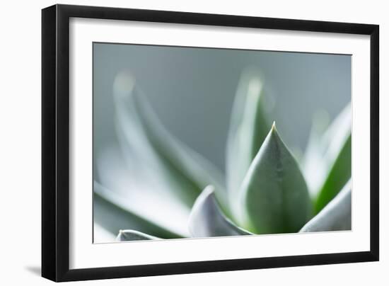 Succulent Leaves in Close-up-Paivi Vikstrom-Framed Photographic Print