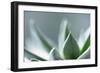 Succulent Leaves in Close-up-Paivi Vikstrom-Framed Photographic Print