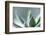 Succulent Leaves in Close-up-Paivi Vikstrom-Framed Photographic Print