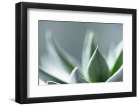 Succulent Leaves in Close-up-Paivi Vikstrom-Framed Photographic Print