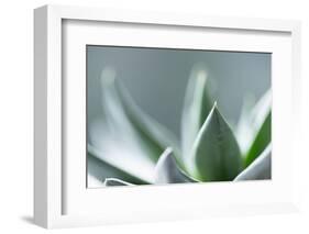 Succulent Leaves in Close-up-Paivi Vikstrom-Framed Photographic Print