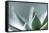 Succulent Leaves in Close-up-Paivi Vikstrom-Framed Stretched Canvas