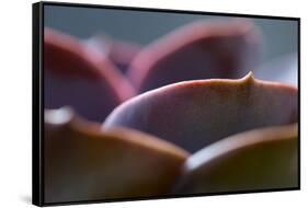 Succulent Leaves in Close-up-Paivi Vikstrom-Framed Stretched Canvas