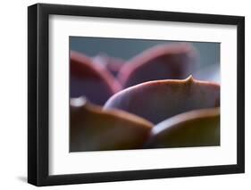 Succulent Leaves in Close-up-Paivi Vikstrom-Framed Photographic Print