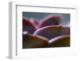 Succulent Leaves in Close-up-Paivi Vikstrom-Framed Photographic Print