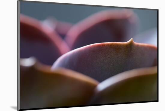 Succulent Leaves in Close-up-Paivi Vikstrom-Mounted Photographic Print