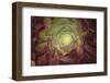 Succulent named prairie sunset or houseleeks.-Mallorie Ostrowitz-Framed Photographic Print