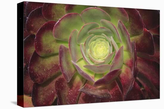 Succulent named prairie sunset or houseleeks.-Mallorie Ostrowitz-Stretched Canvas