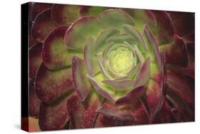 Succulent named prairie sunset or houseleeks.-Mallorie Ostrowitz-Stretched Canvas