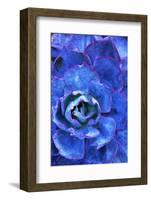 Succulent on Maui-Darrell Gulin-Framed Photographic Print