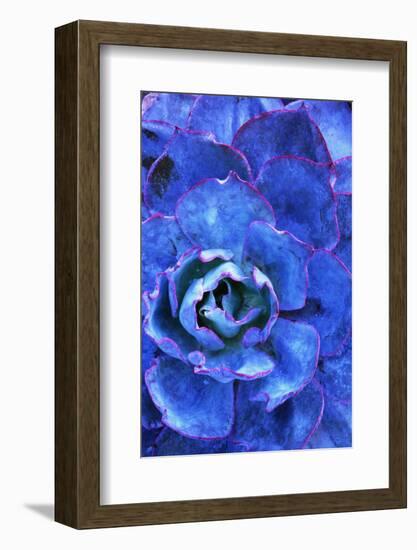 Succulent on Maui-Darrell Gulin-Framed Photographic Print