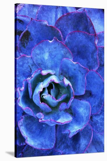 Succulent on Maui-Darrell Gulin-Stretched Canvas