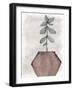 Succulent Plant 2-Kimberly Allen-Framed Art Print