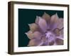 Succulent Plant I-Jensen Adamsen-Framed Art Print