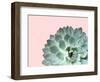 Succulent Plant II-Jensen Adamsen-Framed Art Print
