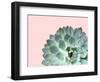 Succulent Plant II-Jensen Adamsen-Framed Art Print