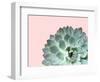 Succulent Plant II-Jensen Adamsen-Framed Art Print