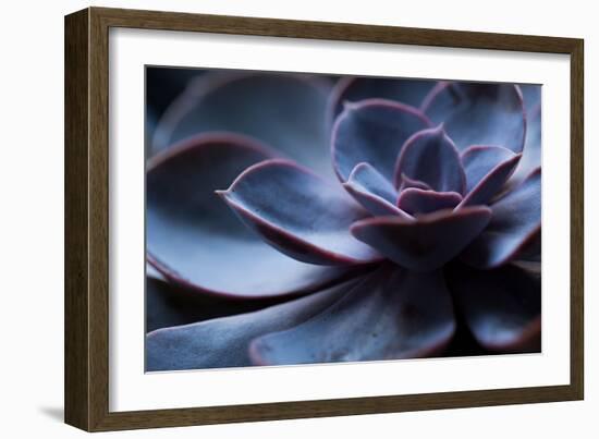 Succulent Plant in Close-up-Paivi Vikstrom-Framed Photographic Print