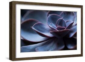 Succulent Plant in Close-up-Paivi Vikstrom-Framed Photographic Print