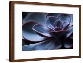 Succulent Plant in Close-up-Paivi Vikstrom-Framed Photographic Print