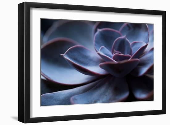 Succulent Plant in Close-up-Paivi Vikstrom-Framed Photographic Print