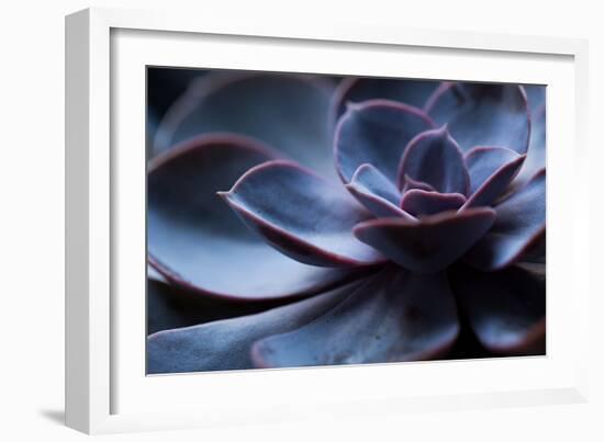 Succulent Plant in Close-up-Paivi Vikstrom-Framed Photographic Print