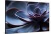Succulent Plant in Close-up-Paivi Vikstrom-Stretched Canvas