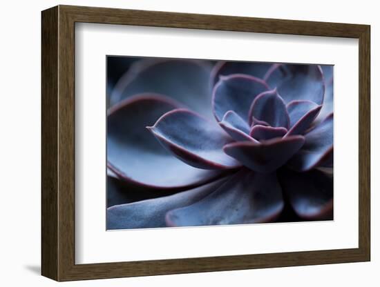 Succulent Plant in Close-up-Paivi Vikstrom-Framed Photographic Print