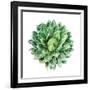 Succulent Plant Isolated on White-kenny001-Framed Photographic Print