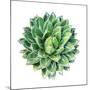 Succulent Plant Isolated on White-kenny001-Mounted Photographic Print