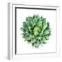 Succulent Plant Isolated on White-kenny001-Framed Photographic Print