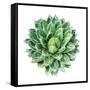 Succulent Plant Isolated on White-kenny001-Framed Stretched Canvas