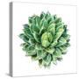 Succulent Plant Isolated on White-kenny001-Stretched Canvas